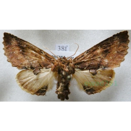 Ptilodon capucina (Linnaeus, 1758) male Wiechetka wielbłądka Czech38f